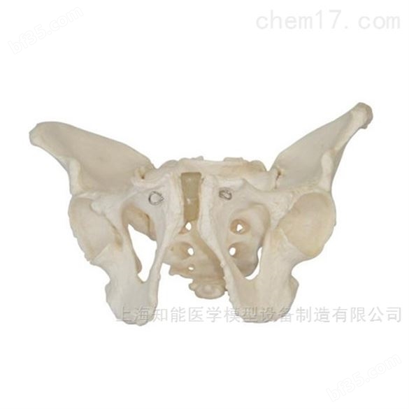 骨盆解剖结构示教模型生产